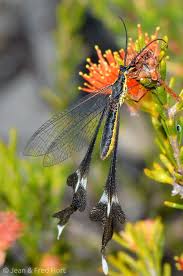 Attēlu rezultāti vaicājumam “Neuroptera”