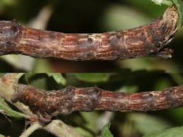 Attēlu rezultāti vaicājumam “Selenia dentaria imago”