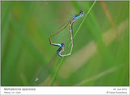 Attēlu rezultāti vaicājumam “Nehalennia speciosa”
