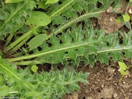 Attēlu rezultāti vaicājumam “Cirsium acaule leaf”