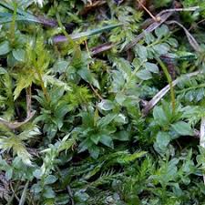 Attēlu rezultāti vaicājumam “Bryales”