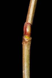 Attēlu rezultāti vaicājumam “Viburnum opulus bud”