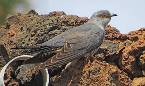 Attēlu rezultāti vaicājumam “Cuculus canorus adult”