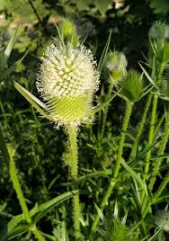 Image result for Dipsacus laciniatus