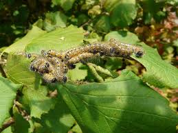 Attēlu rezultāti vaicājumam “Phalera bucephala larva”