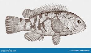 Image result for Tautoga onitis