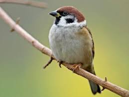 Attēlu rezultāti vaicājumam “Passer montanus adult”