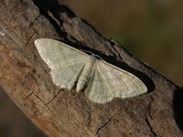 Attēlu rezultāti vaicājumam “Idaea straminata”