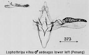 Image result for Lophothripa ochthias