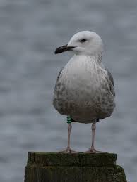 Image result for Larus cachinnans