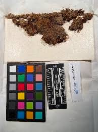 Attēlu rezultāti vaicājumam “Pohlia cruda sporophyte”