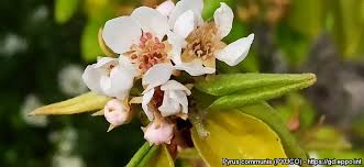 Attēlu rezultāti vaicājumam “Pyrus communis bud”
