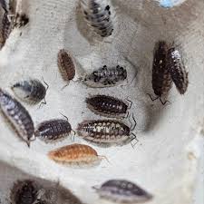 Attēlu rezultāti vaicājumam “Oniscus asellus”