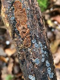 Attēlu rezultāti vaicājumam “Hymenochaete tabacina”