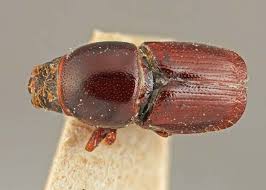 Attēlu rezultāti vaicājumam “Scolytus scolytus, Scolytus multistriatus”