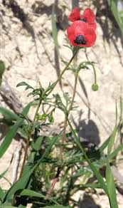 Attēlu rezultāti vaicājumam “Papaver argemone leaf”