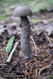 Attēlu rezultāti vaicājumam “Leccinum melaneum”