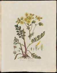 Attēlu rezultāti vaicājumam “Jacobaea vulgaris leaf”