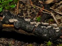 Attēlu rezultāti vaicājumam “Rimbachia neckerae”