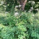 Image result for Angelica silvestris