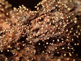 Attēlu rezultāti vaicājumam “Cribraria intricata macro”