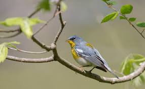 Image result for Parula americana