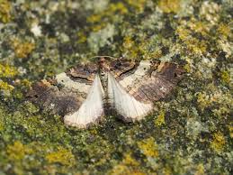 Attēlu rezultāti vaicājumam “Earophila badiata”