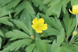 Attēlu rezultāti vaicājumam “Anemone ranunculoides leaf”