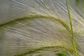 Attēlu rezultāti vaicājumam “Hordeum jubatum”