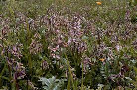 Attēlu rezultāti vaicājumam “Epipactis palustris bud”