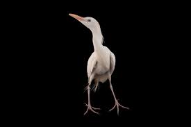 Attēlu rezultāti vaicājumam “Bubulcus ibis”