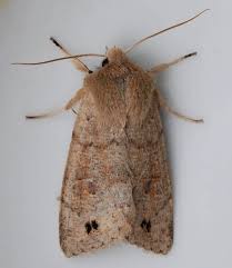 Attēlu rezultāti vaicājumam “Orthosia munda”