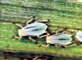 Attēlu rezultāti vaicājumam “Rhopalosiphum oxyacanthae”
