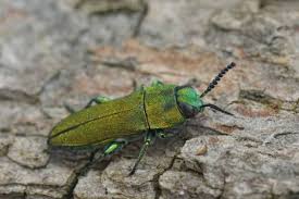 Attēlu rezultāti vaicājumam “Anthaxia quadripunctata”