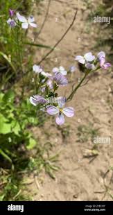 Attēlu rezultāti vaicājumam “Raphanus sativus flower”