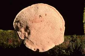 Attēlu rezultāti vaicājumam “Hapalopilus nidulans”