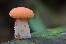 Attēlu rezultāti vaicājumam “Rhodotus palmatus”