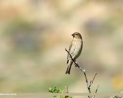 Attēlu rezultāti vaicājumam “Carpodacus erythrinus”