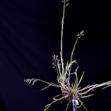 Attēlu rezultāti vaicājumam “Poa palustris”