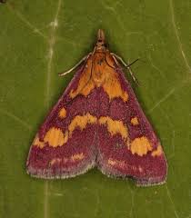 Attēlu rezultāti vaicājumam “Pyrausta purpuralis”