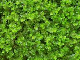 Attēlu rezultāti vaicājumam “Jungermannia hyalina”