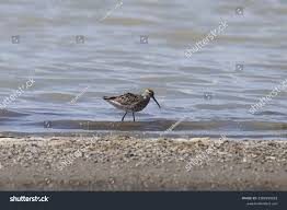Image result for Calidris himantopus