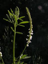 Attēlu rezultāti vaicājumam “Melilotus albus”