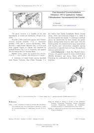 Attēlu rezultāti vaicājumam “Nycteola sp.”