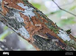 Attēlu rezultāti vaicājumam “Phellinus ferruginosus”