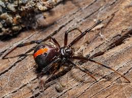 Image result for spider