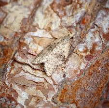 Attēlu rezultāti vaicājumam “Capua vulgana”