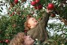 picking