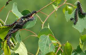 Attēlu rezultāti vaicājumam “Nymphalis antiopa”