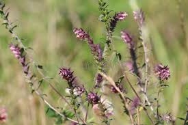 Attēlu rezultāti vaicājumam “Odontites vulgaris leaf”